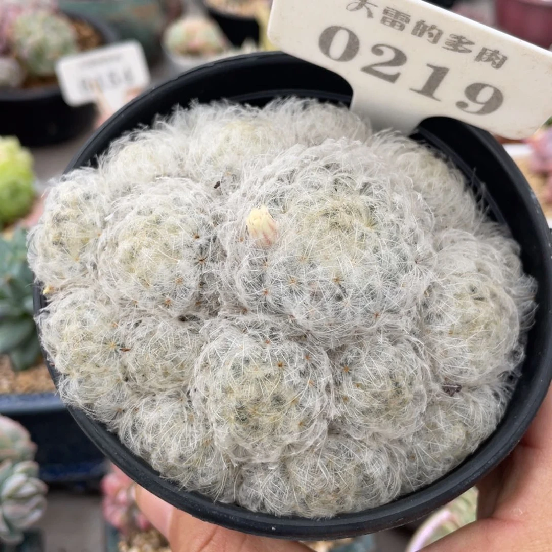 土*0219太奶不带盆啦啦啦啦