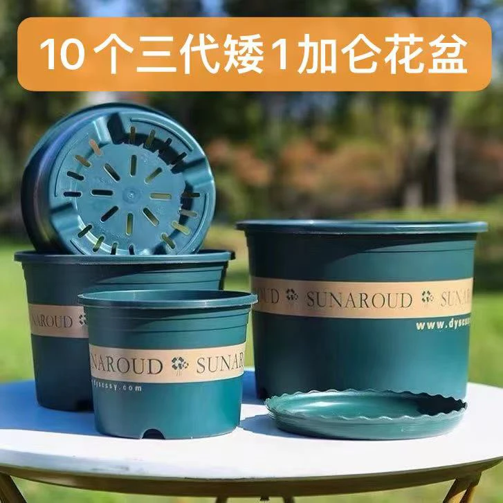 10个三代150控根矮1加仑花盆【口径15高11左右】