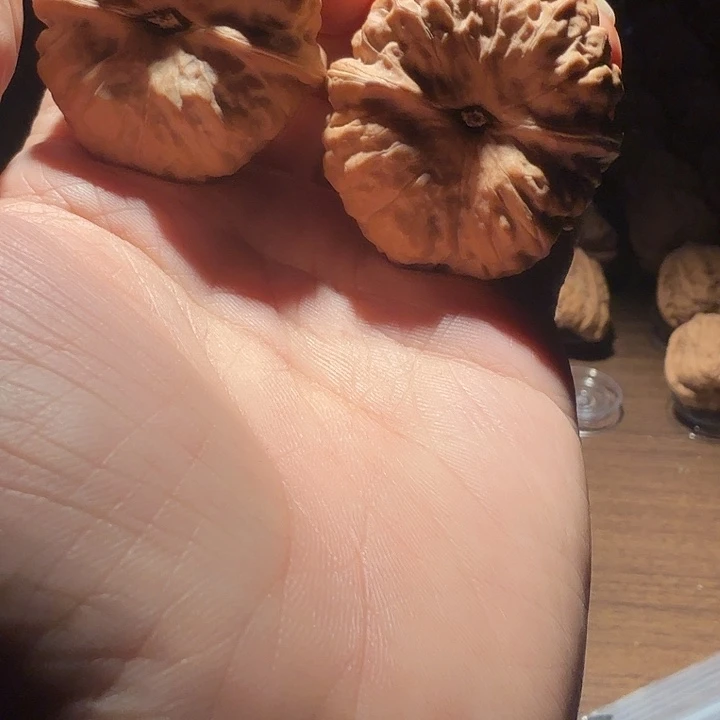 达***。核桃蛤蟆的眼睛也太好看了