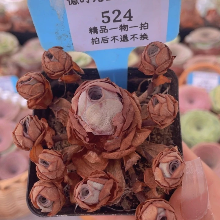 山地玫瑰524裸根发货不售后