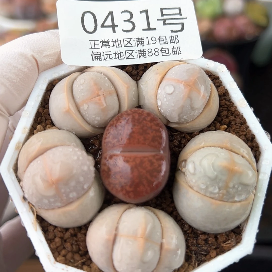 好养易活生石花大母本0431