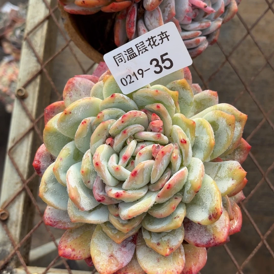 同温层多肉35雪天使