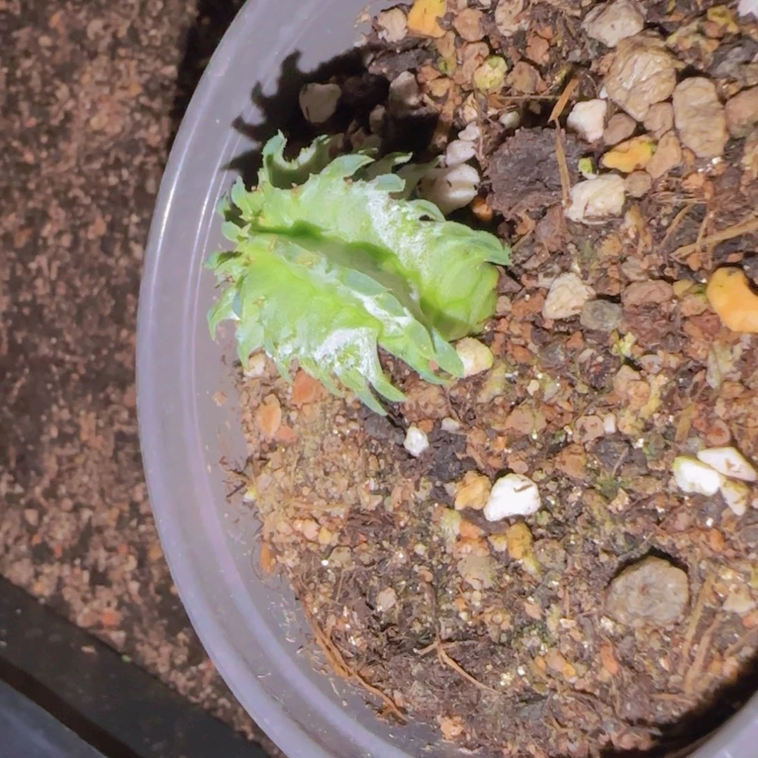 i***c块根植物块根植物