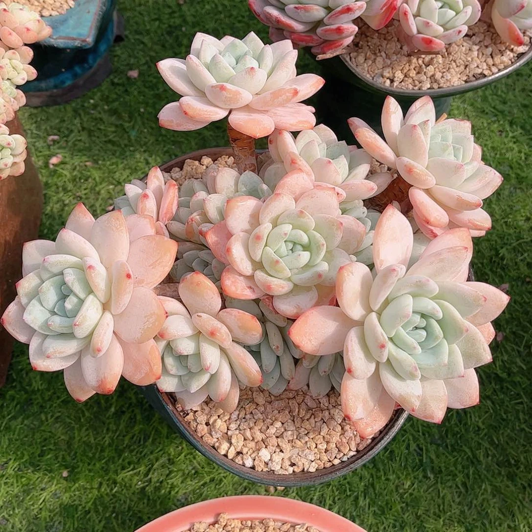 韩版冷香精品多肉