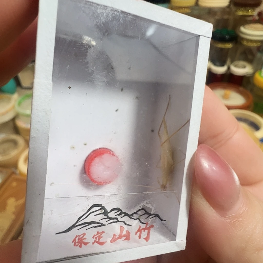 哈哈哈保定山竹蛉两个