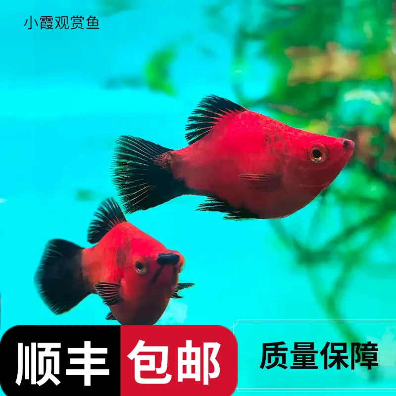熊猫月光红米奇胎生小型热带观赏鱼耐养可与玛丽观赏鱼好养耐活