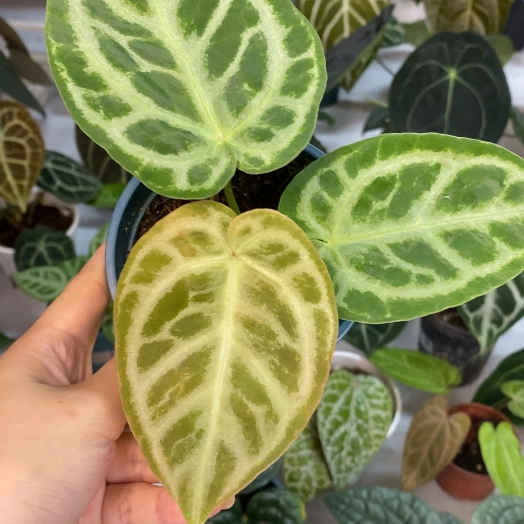 不开花植物撕裂纹水晶杂铜锣烧