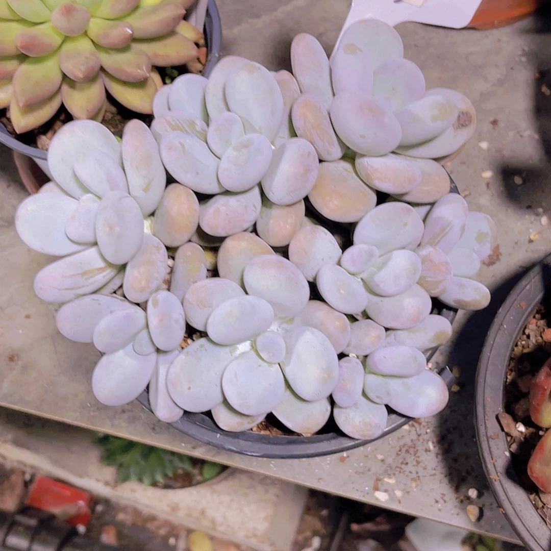 度****000000000000000355