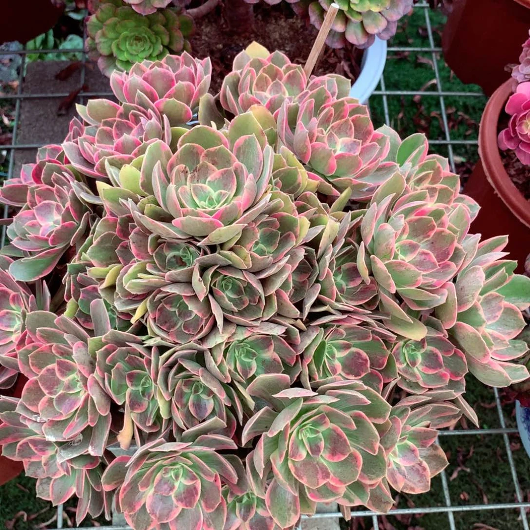 Z***Q浣纱捧花，多肉植物