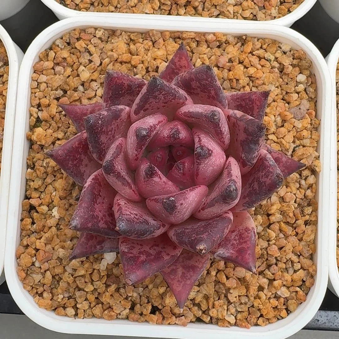 从前慢多肉编号血乌木