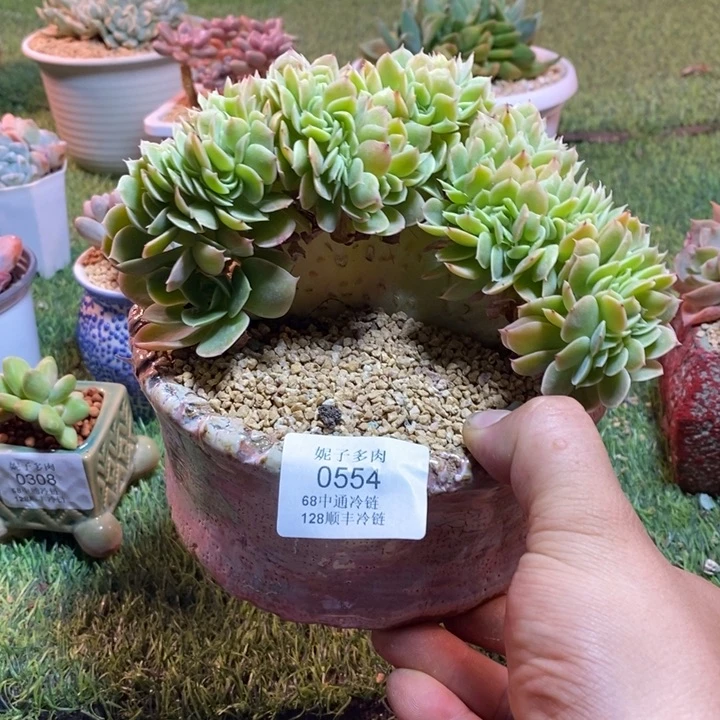 0554啊啊啊啊啊啊啊啊啊