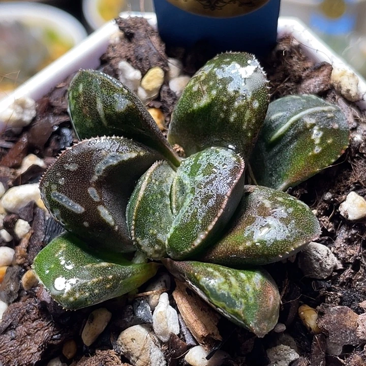 697虎克特选度老师