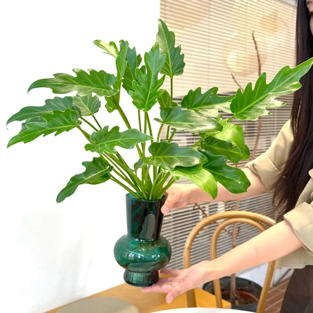 水培龙鳞小天使水培绿植室内桌面盆栽好养活可净化空气花卉