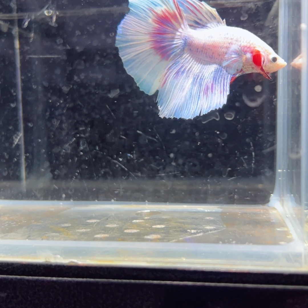 斗鱼浅色特殊尾hhhh
