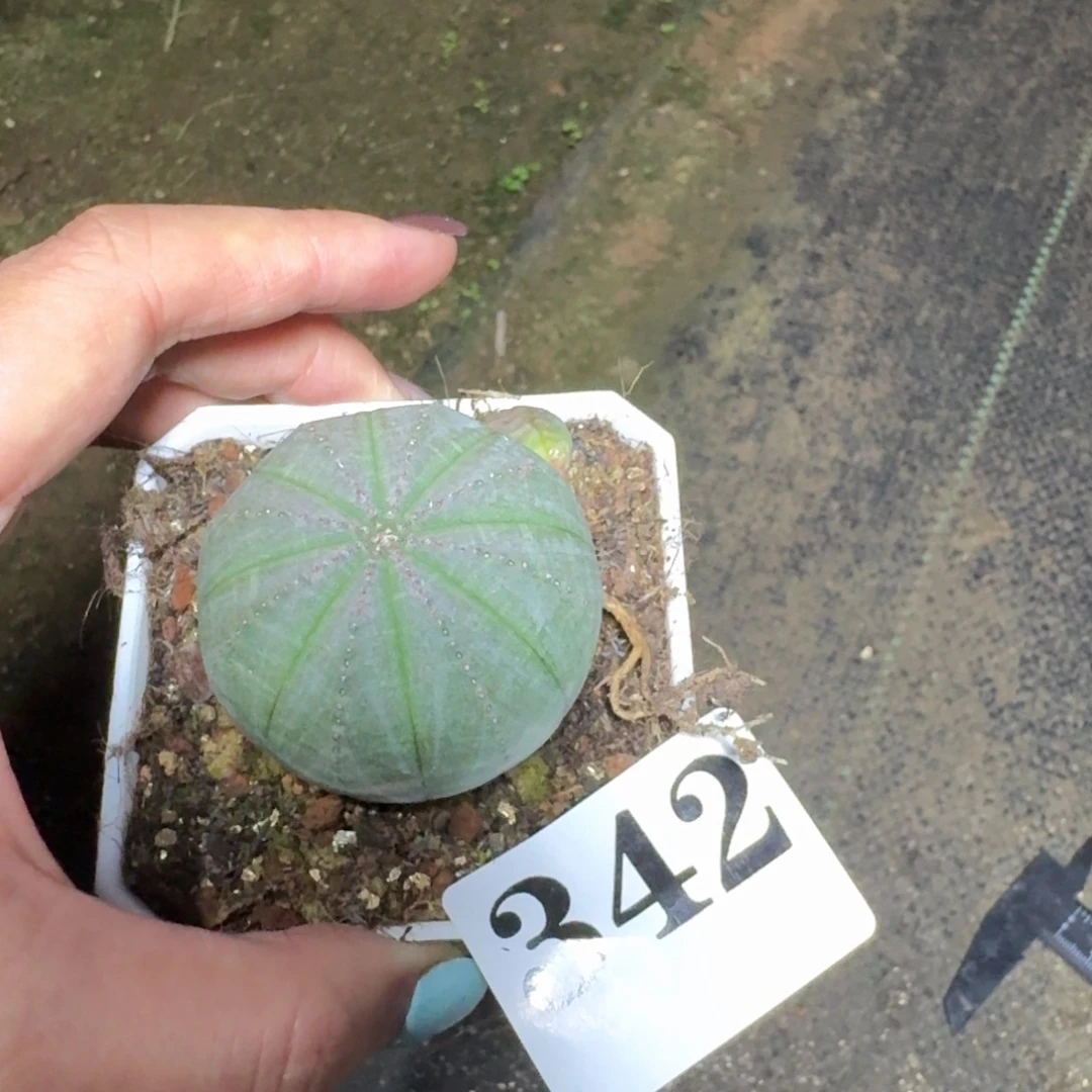 砰***士布纹球一物一拍多肉植物