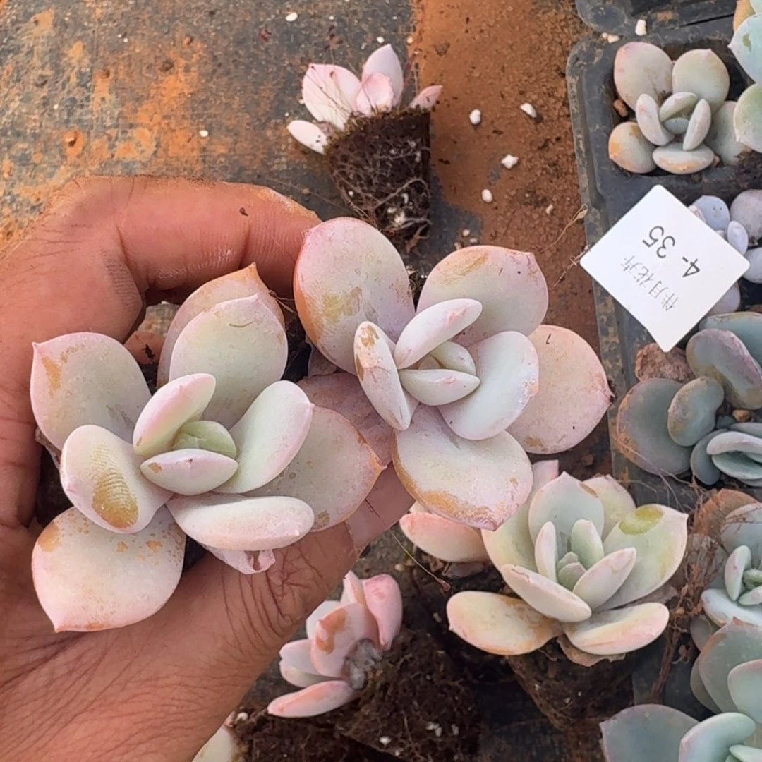 4-35假奶茶十棵量拍