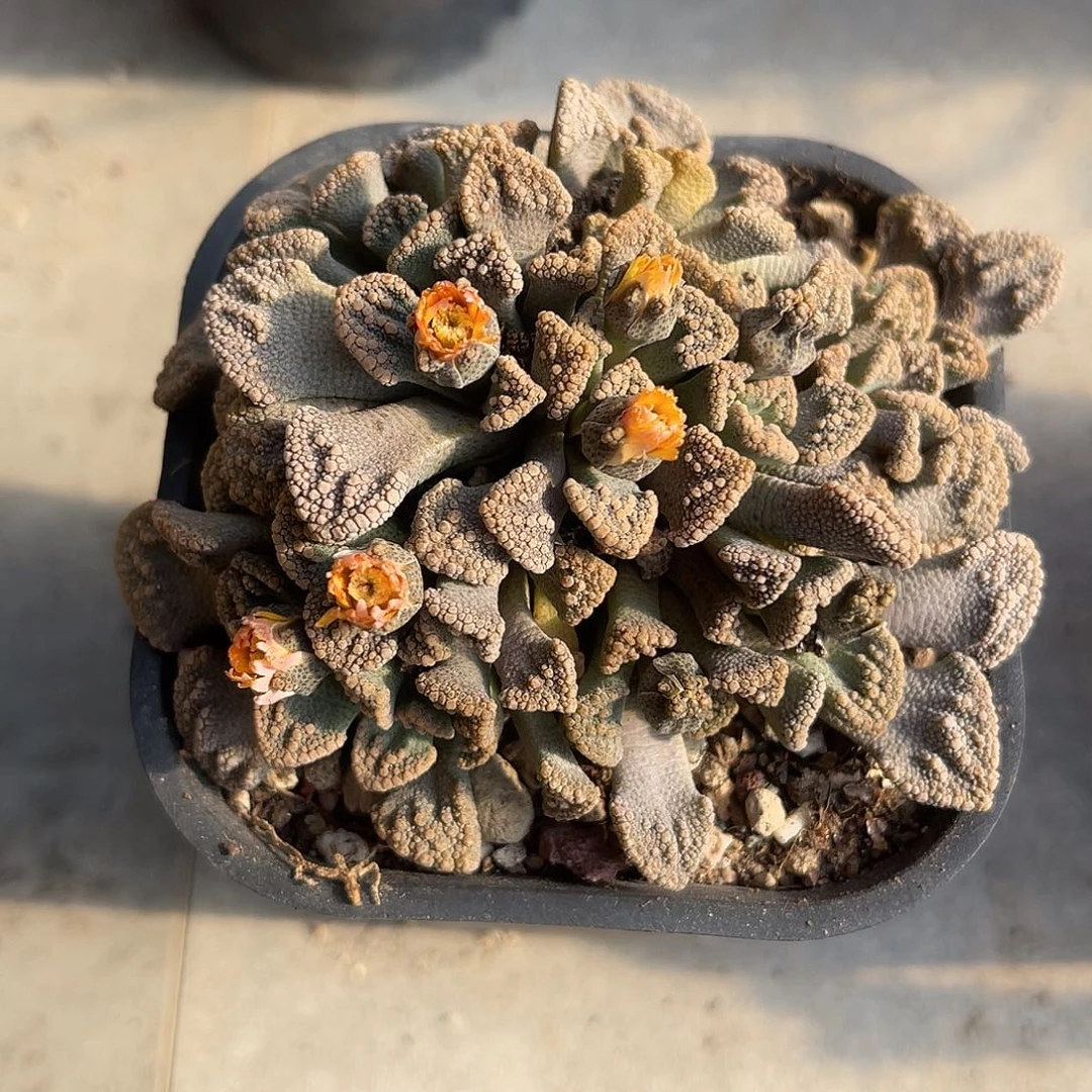 实生天女散花一物一拍