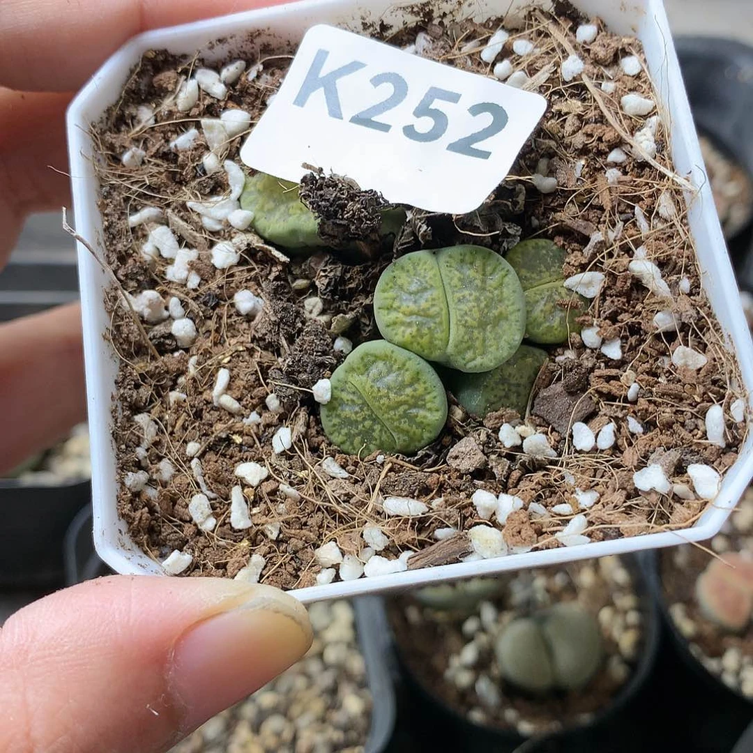 嘻*?K252多肉植物保护
