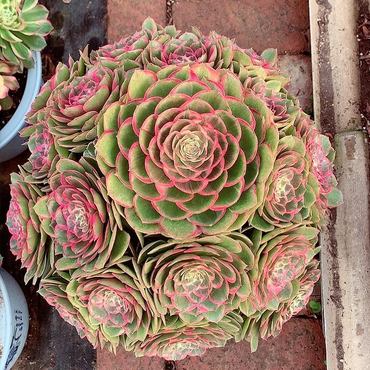 海*大花妖，多肉植物