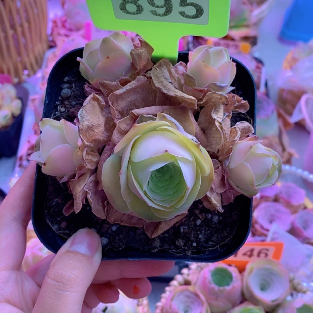 无花朵895山地玫瑰一物一拍