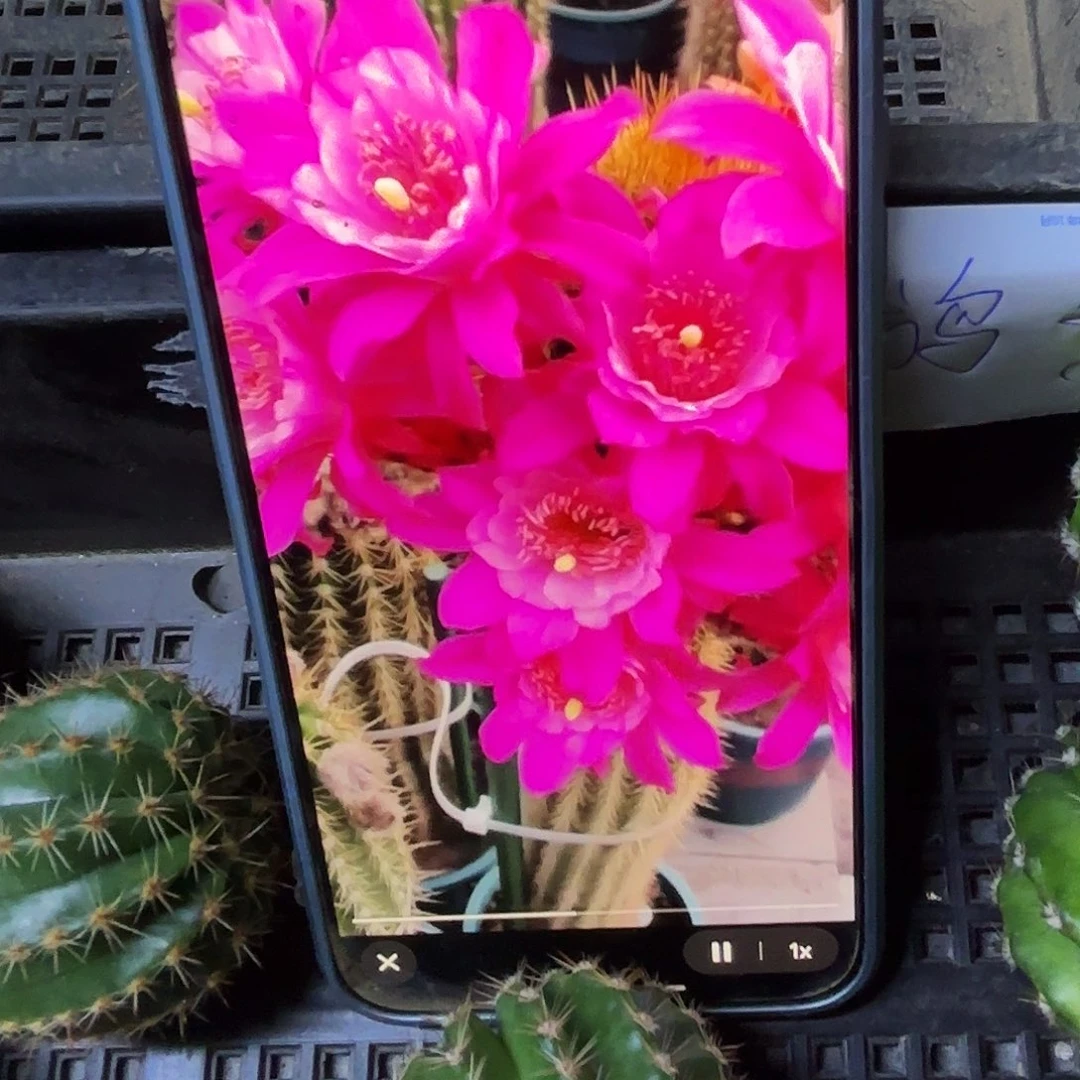 金妞奥拓无根侧牙2