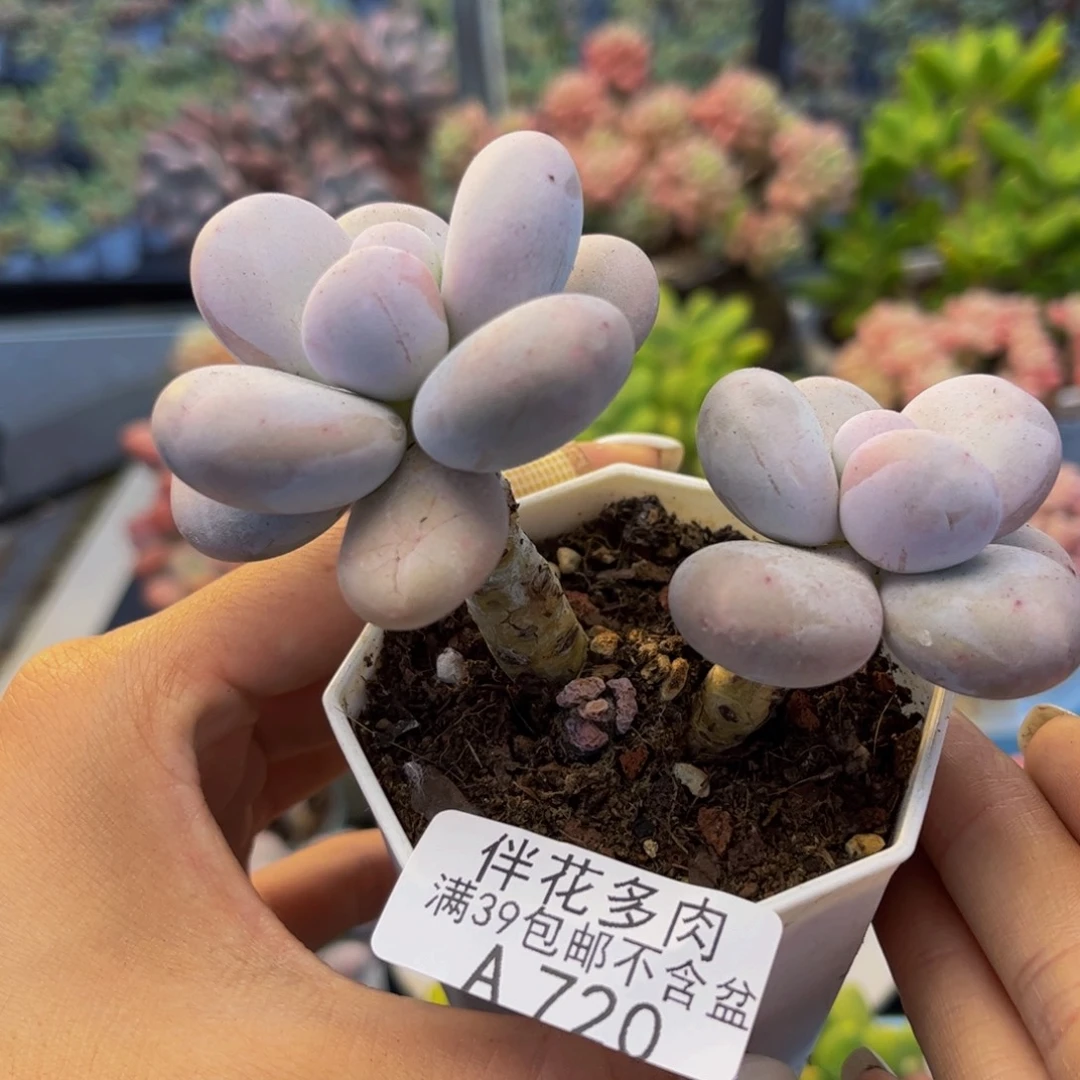 720-原始奶多肉8cm