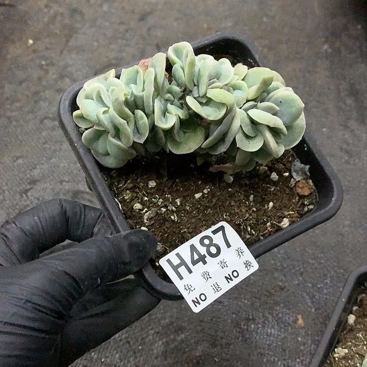可爱玫瑰缀化 非偏远38包邮 节后发