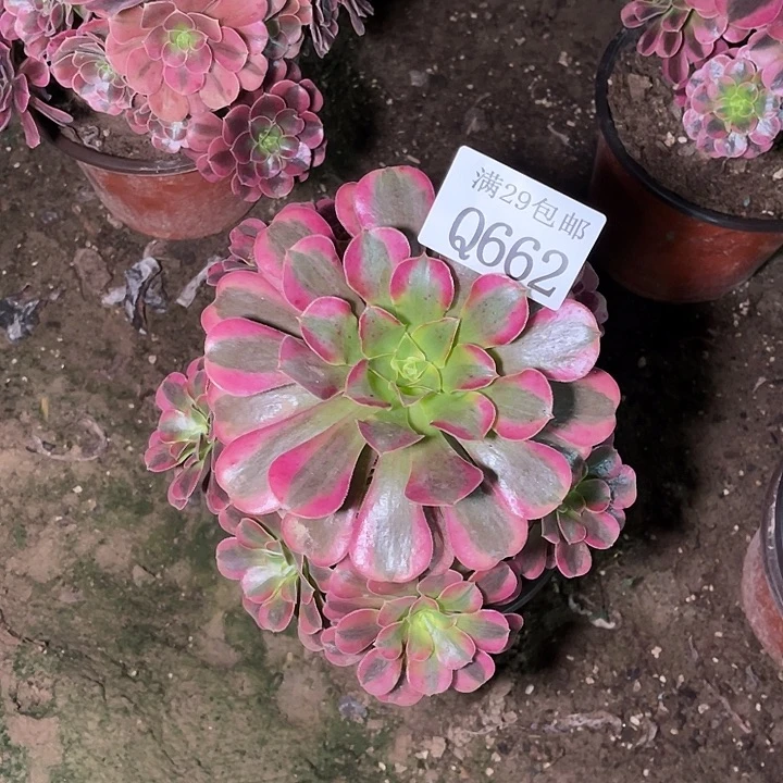 662美杜莎多肉植物