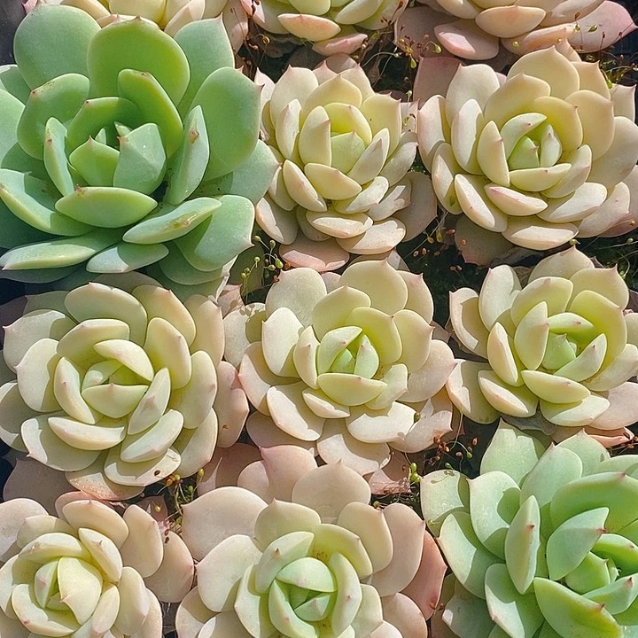 192 多肉植物盆栽花卉植物