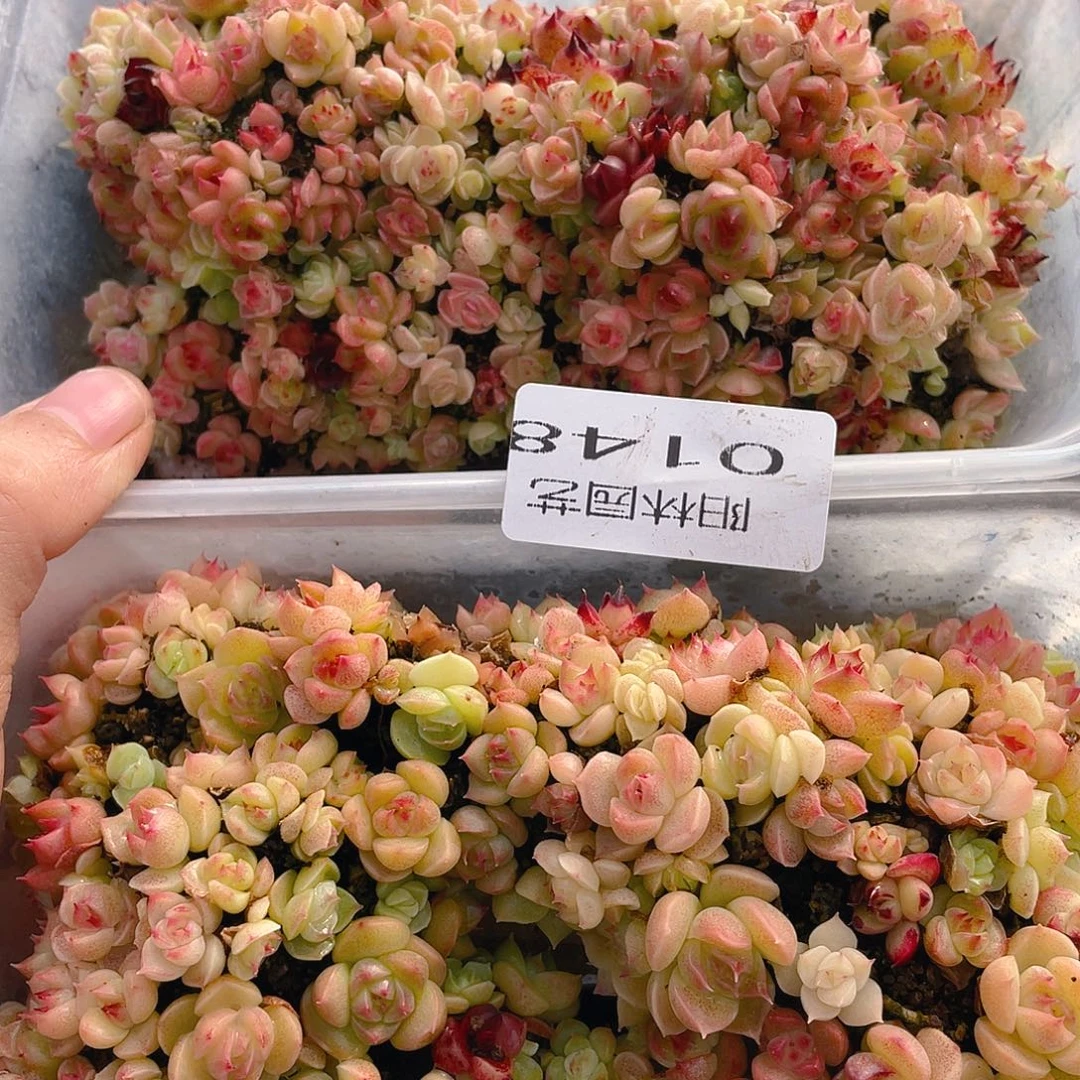 霂***4多肉植物多肉植物148