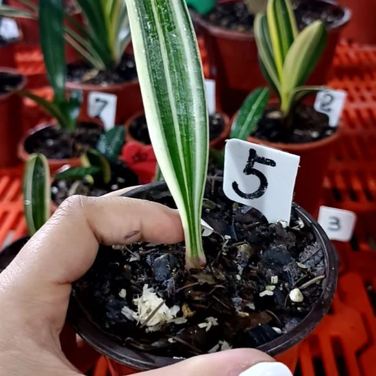 明***远君子兰一物一拍谢谢