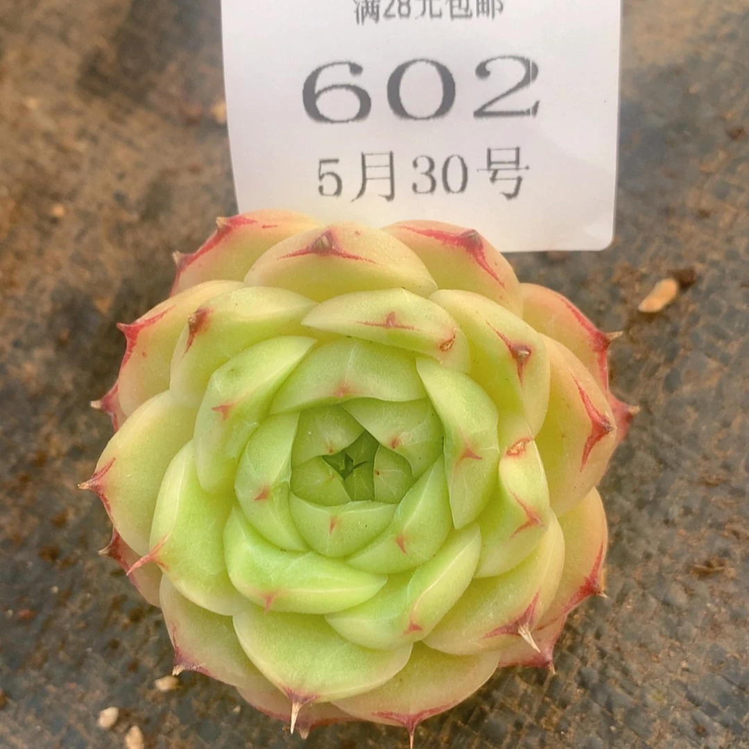 【闪购商品】云602号