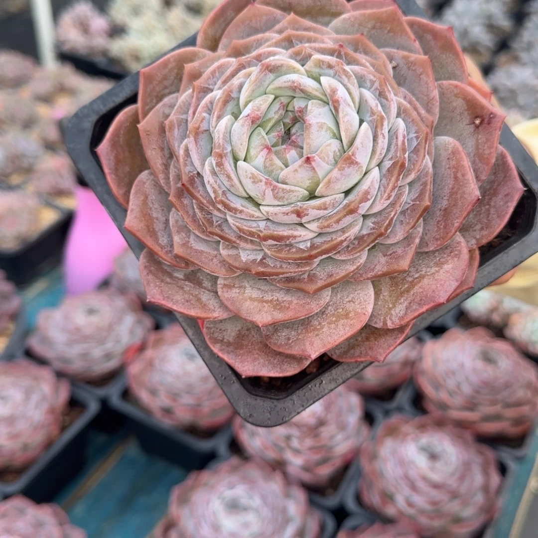 从前慢花园多肉编号-冰魄