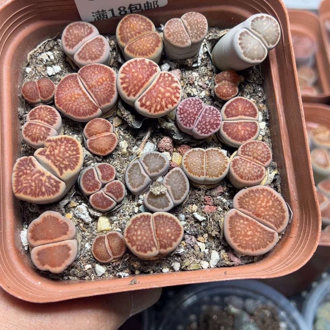 【闪购商品】 829。