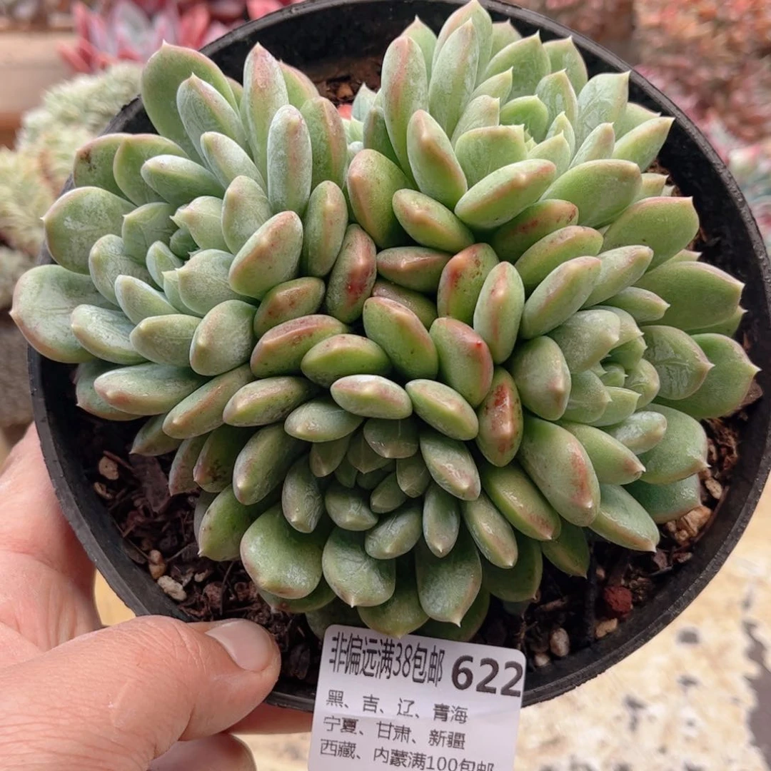 622百达翡翠德华多肉