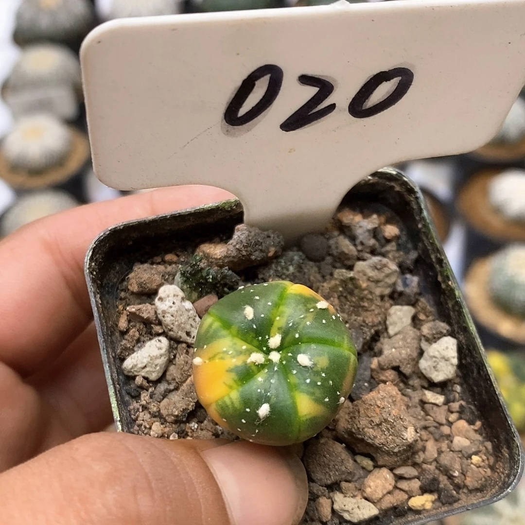 020五愣金福利特价来了