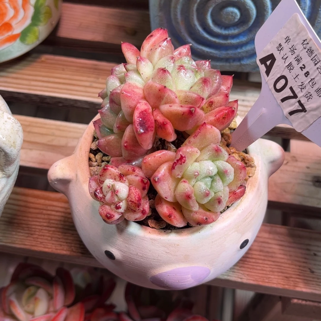 杂交石化锦funvjujujulvma