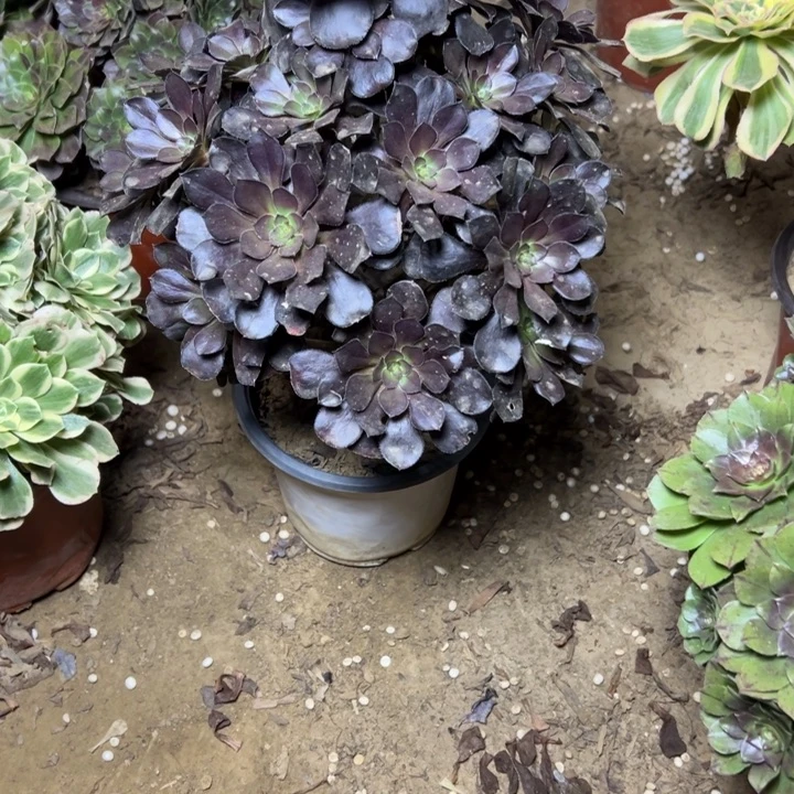 多肉植物黑豆法师33