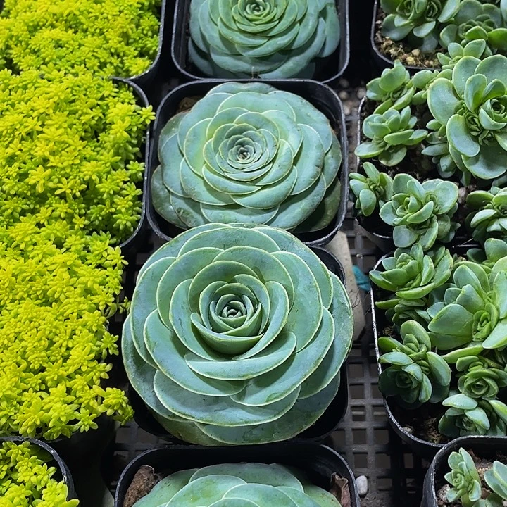 单头山地带盆土发