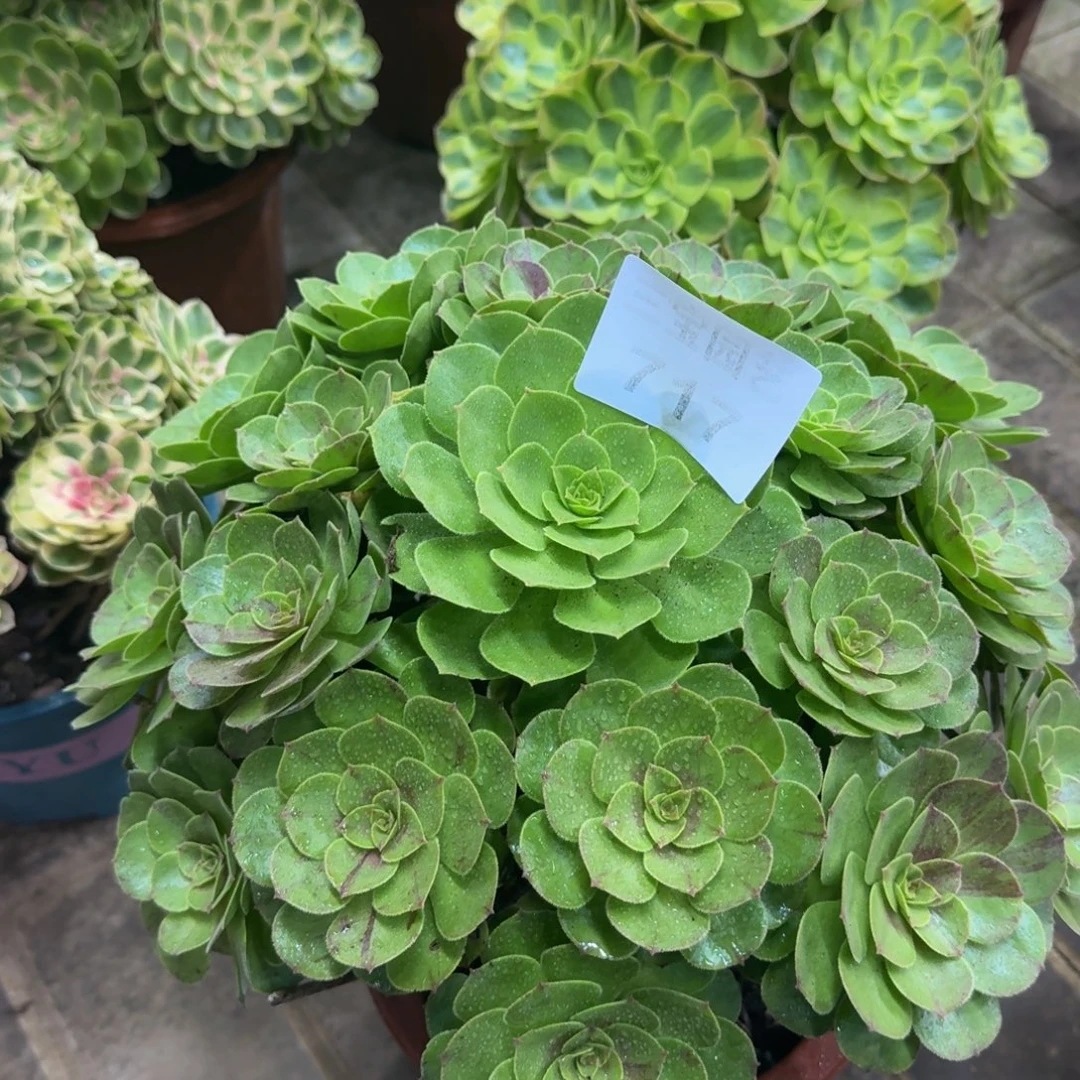 尐****多肉植物717花月夜