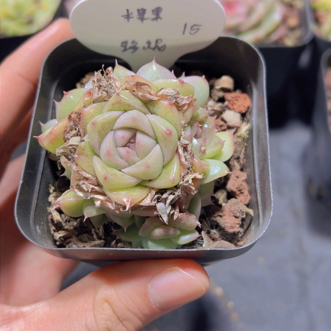 木*果珍妮，多肉植物