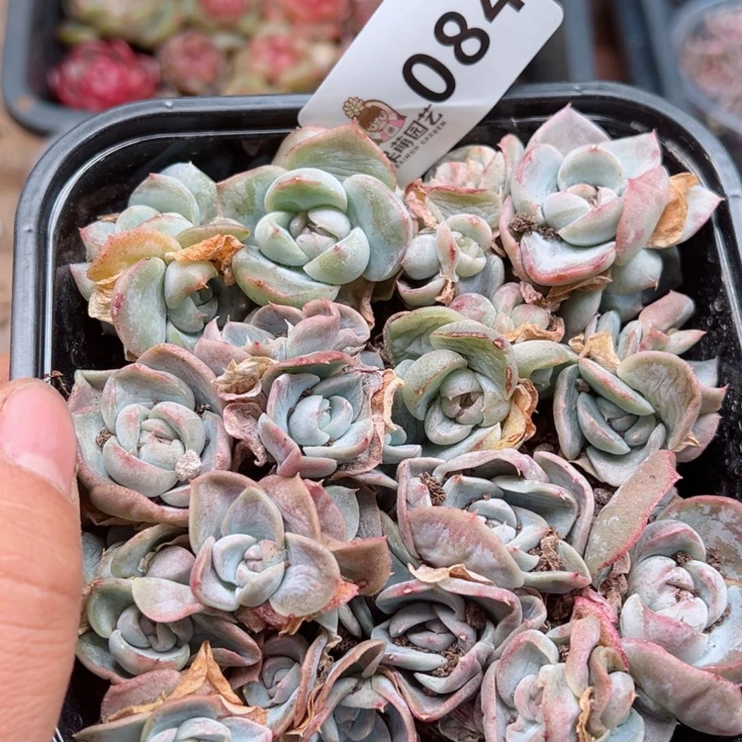 多肉植物多肉植物