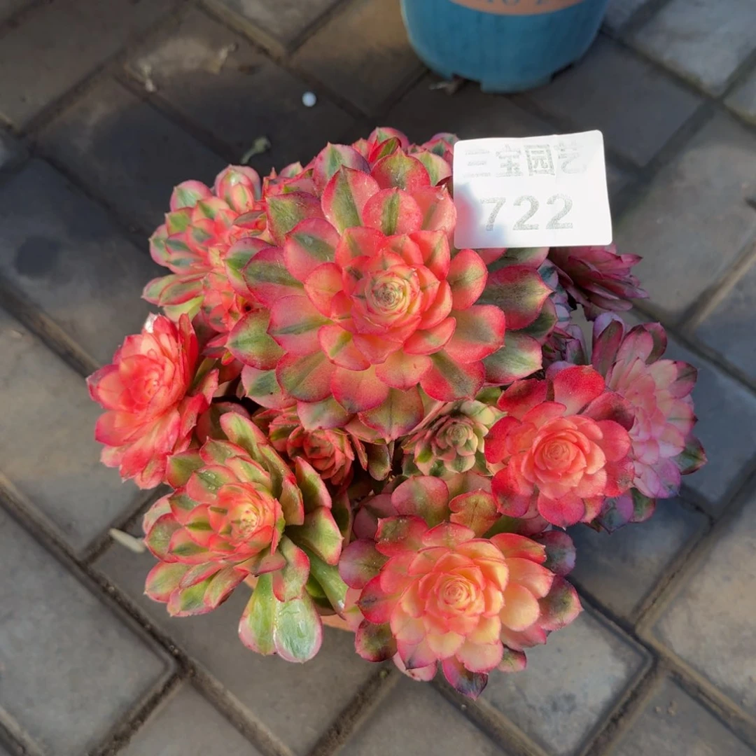 多肉植物722荔枝