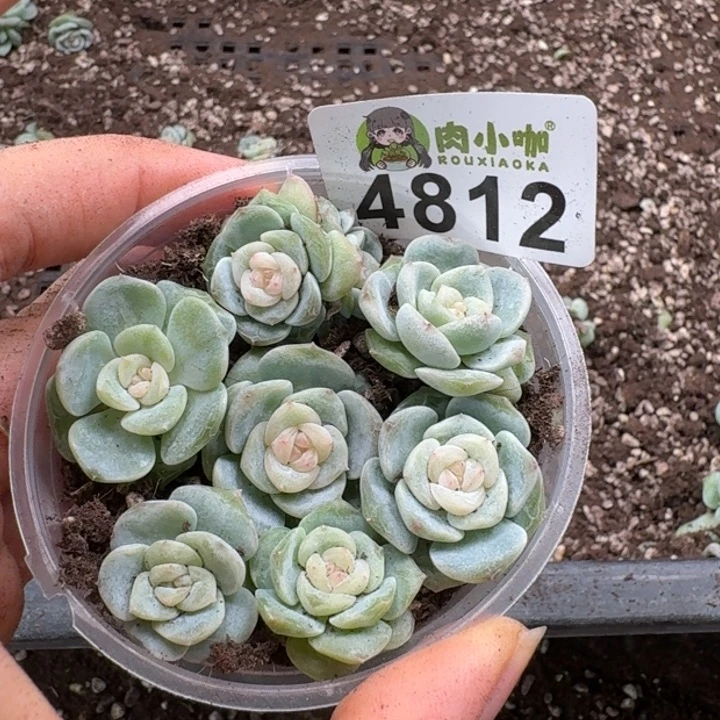 完全开放多肉植物多肉植物