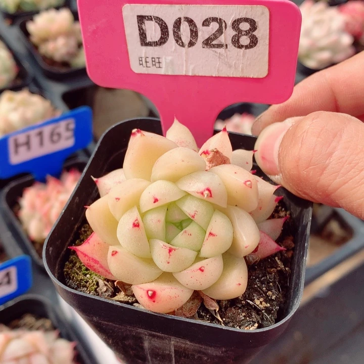 麦秆5.5cm不包整群