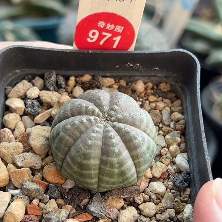 实生白肌神玉布纹球3.3cm