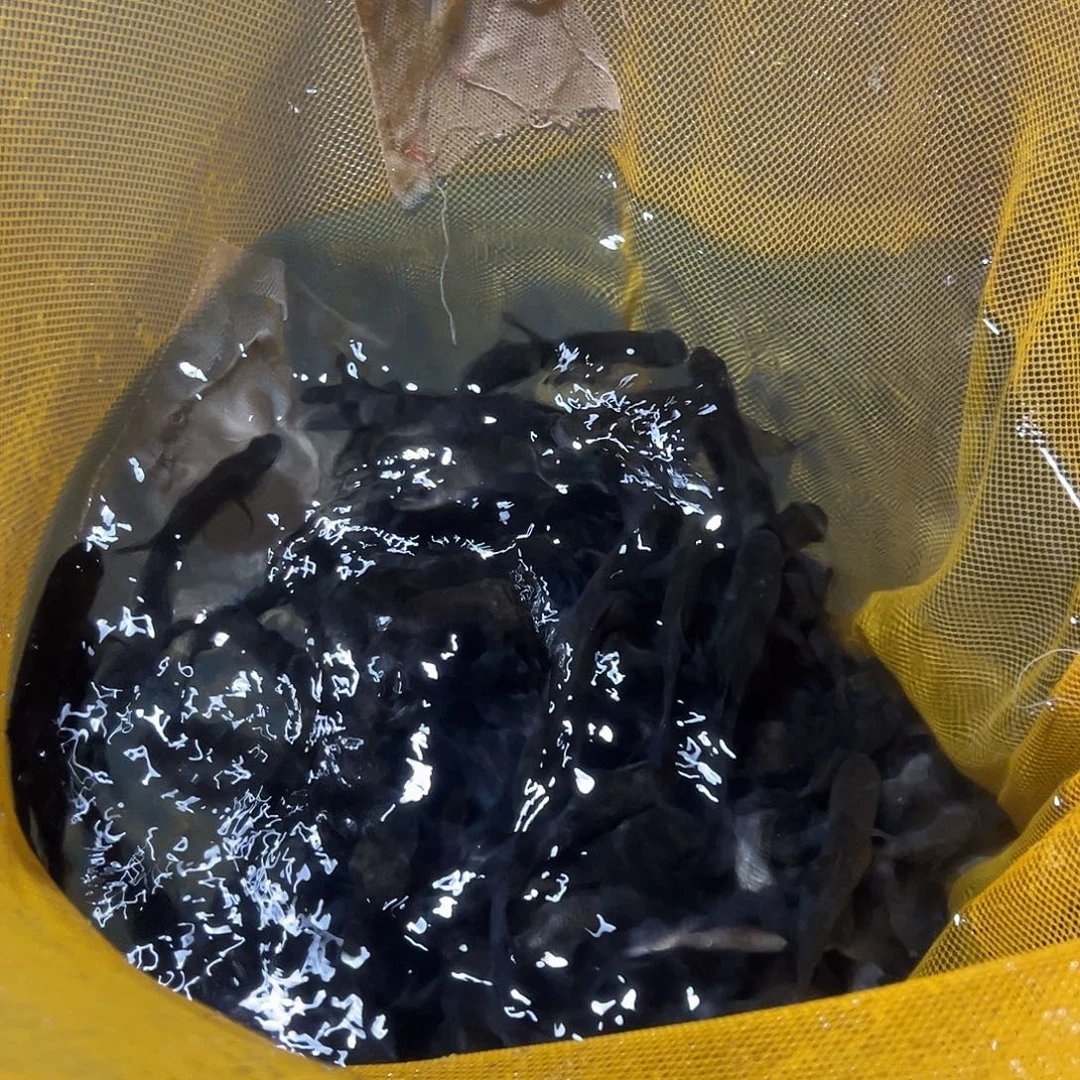 100块2斤鱼草鱼包邮