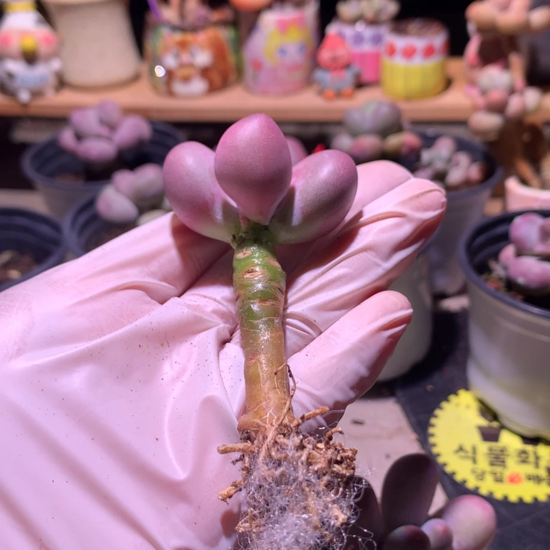 Q*Q小屁桃奶酪多肉屁桃