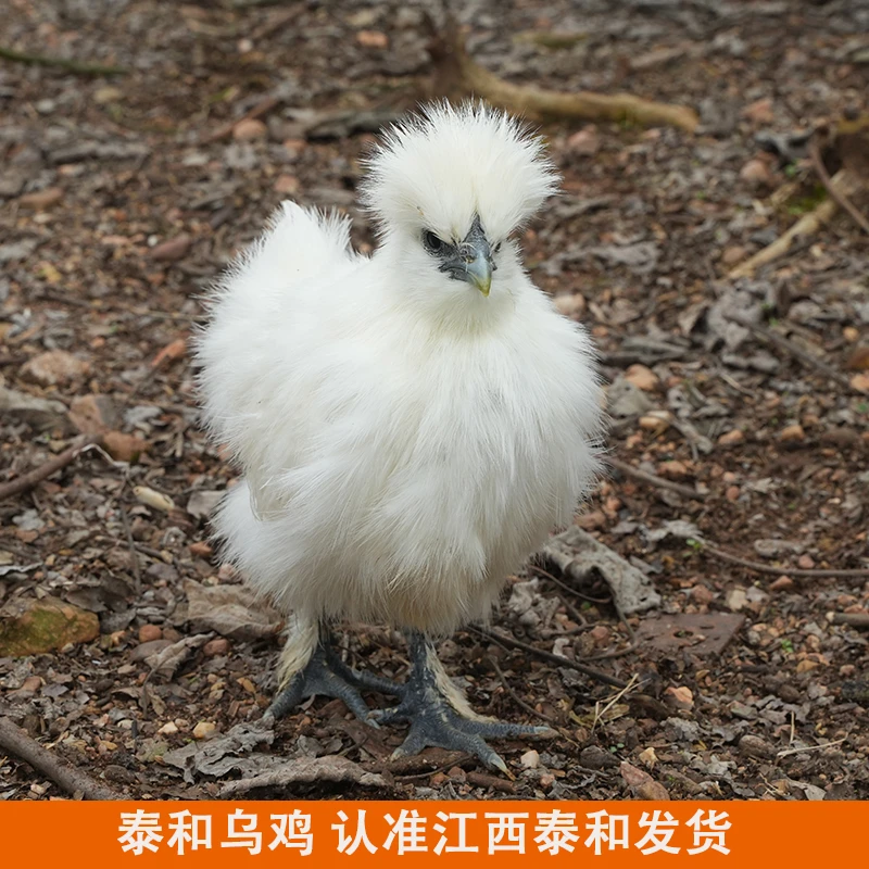 【6只】泰和乌鸡丝羽乌骨鸡 宠物青年鸡 发顺丰泰和发货