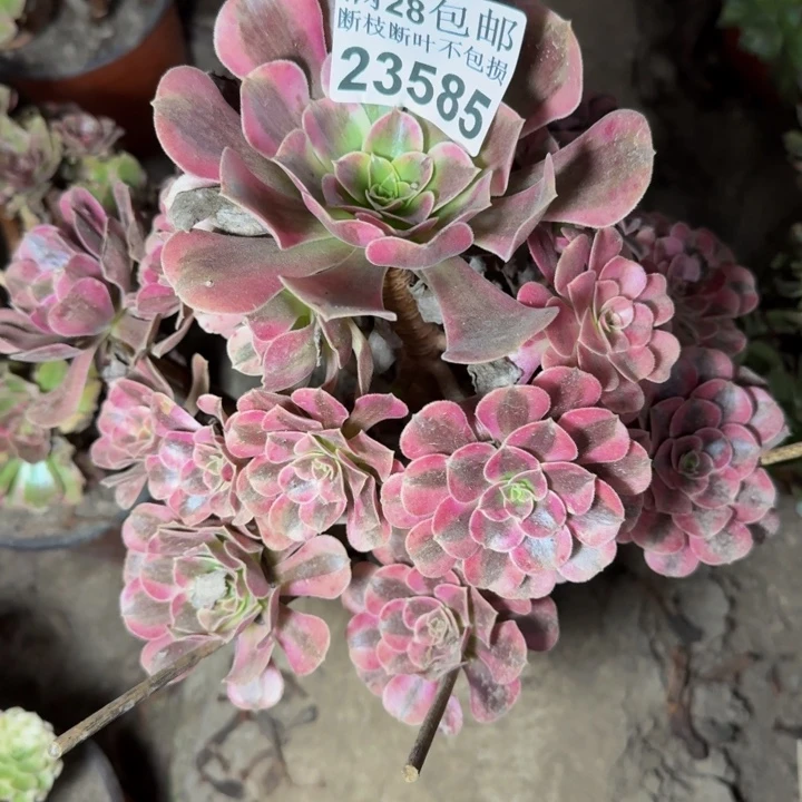 23585南美杜莎多肉植物